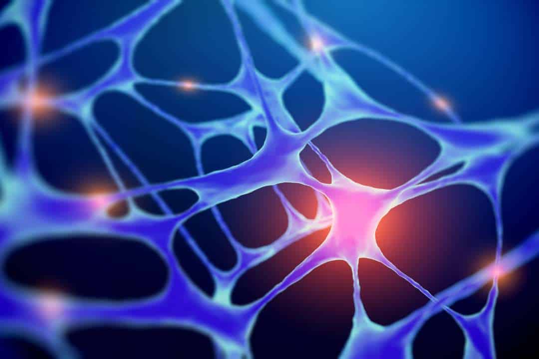 red neuronal neuron network